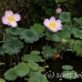 flower_pad_lily_kom_ubud_h_0078_bal4445.jpg